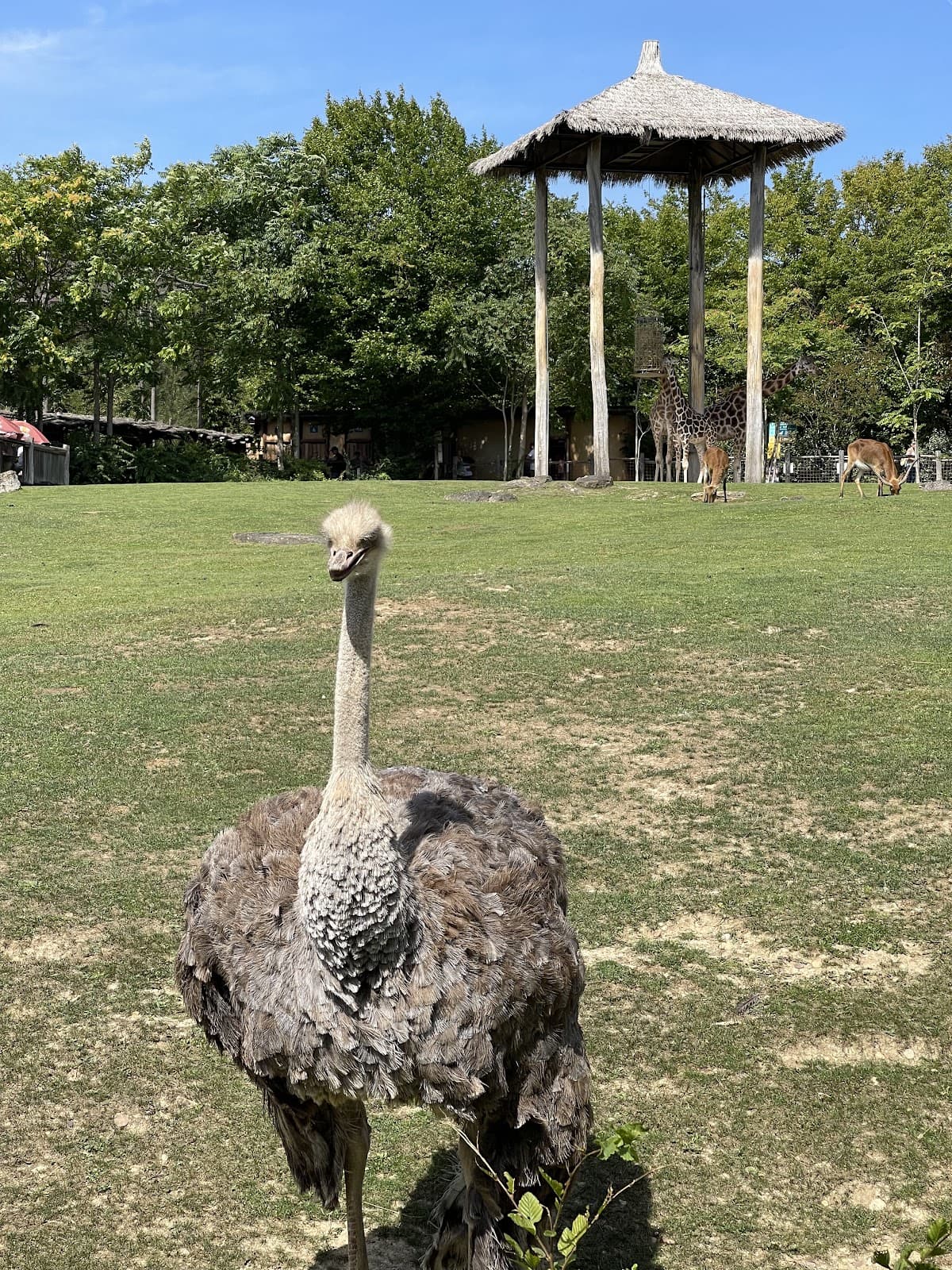 Zoo d'Amnéville : l'un des plus beaux Zoo de France - 11