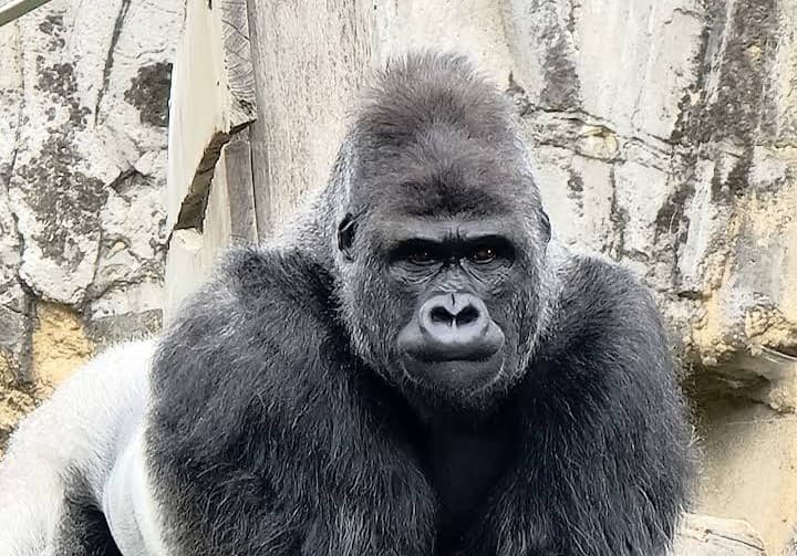 Zoo d'Amnéville : l'un des plus beaux Zoo de France - 7