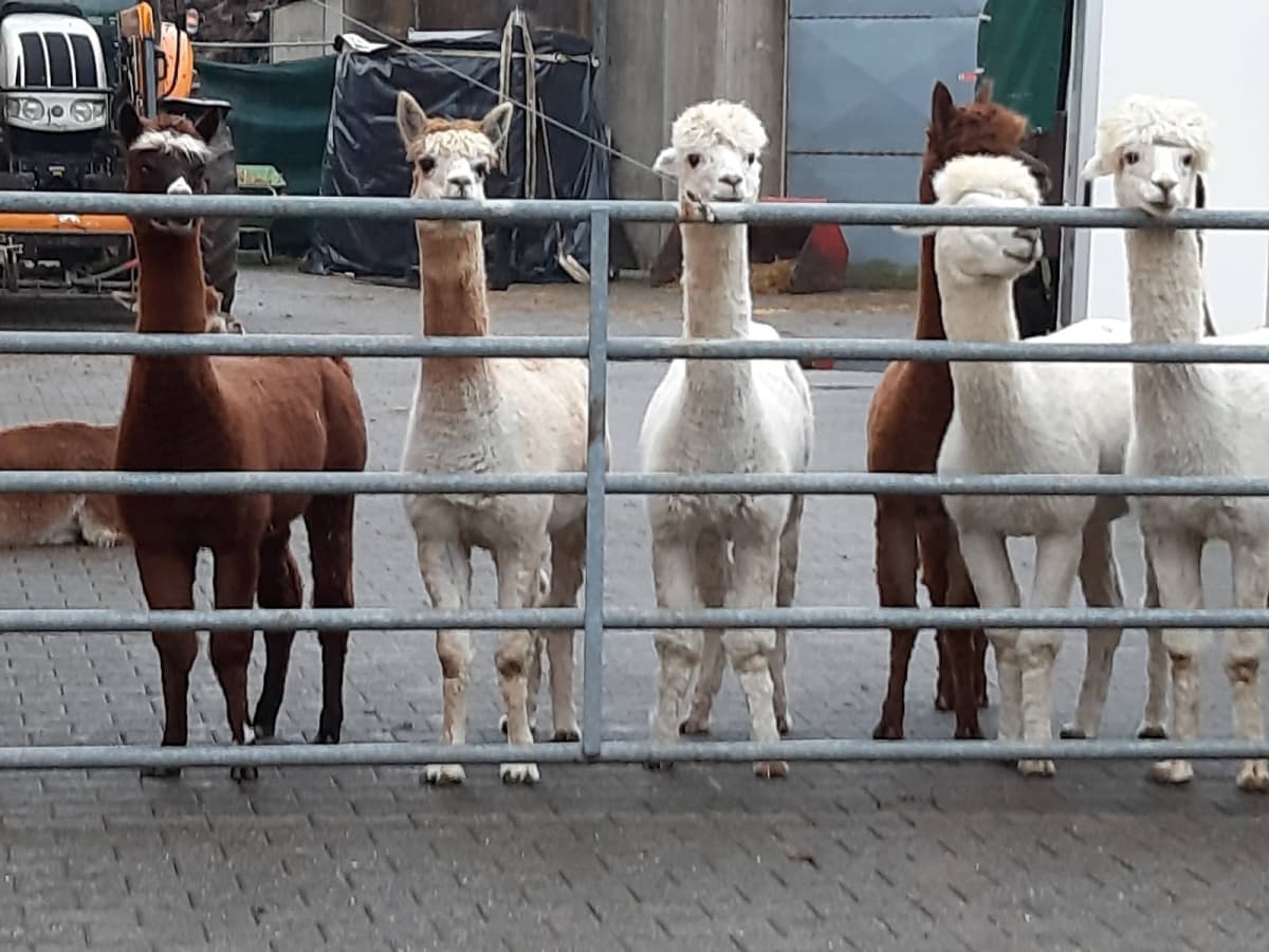 Is an alpaca a very hairy donkey? - 3