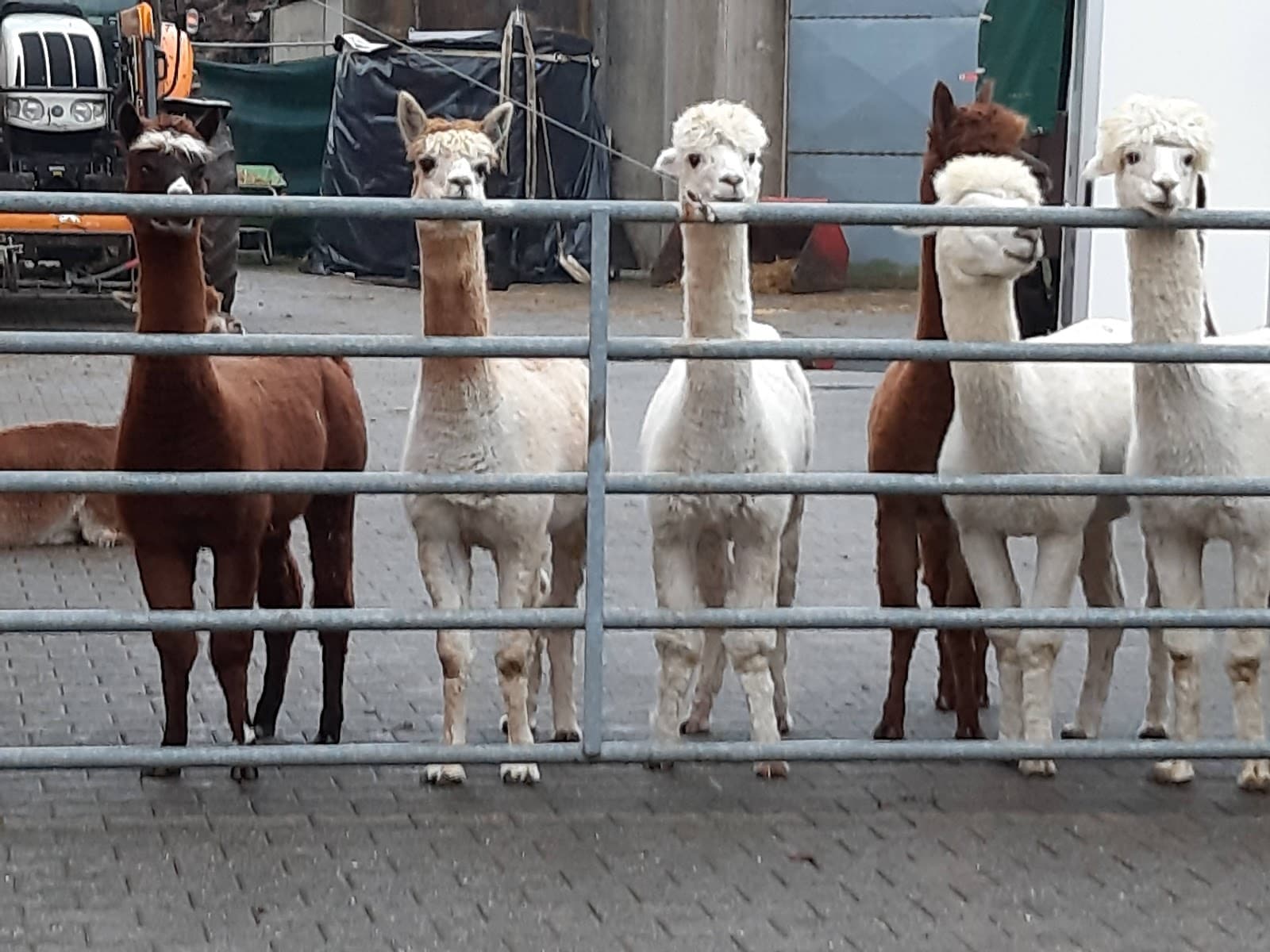 Is an alpaca a very hairy donkey? - 3