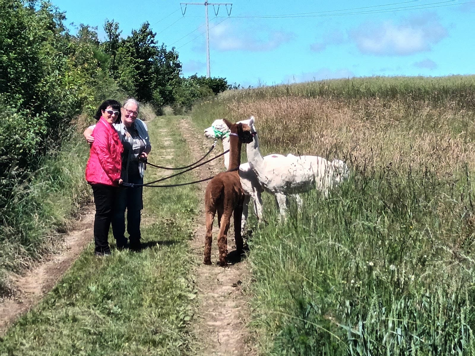 Is an alpaca a very hairy donkey? - 11