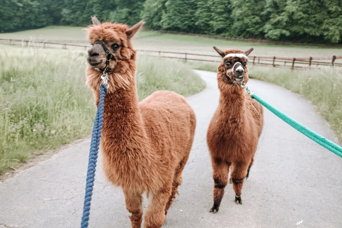 Is an alpaca a very hairy donkey? - 2