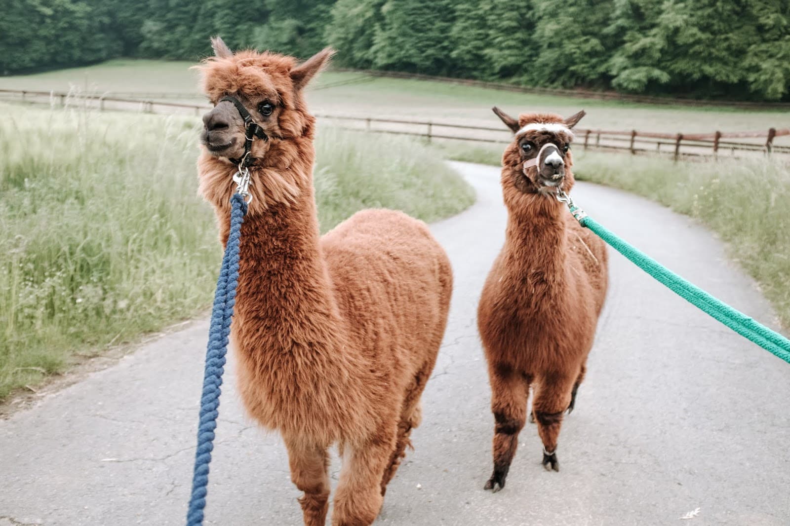 Is an alpaca a very hairy donkey? - 2
