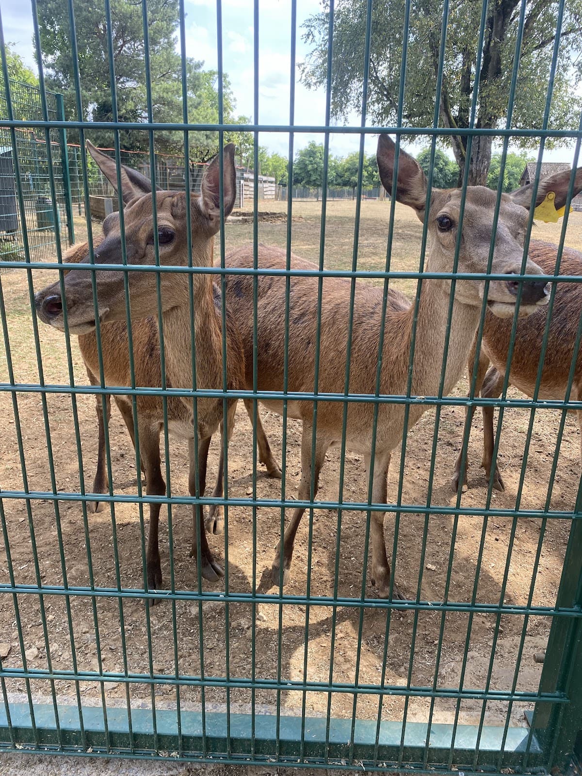 Escher Déierepark : parc animalier gratuit à Esch-sur-Alzette - 6