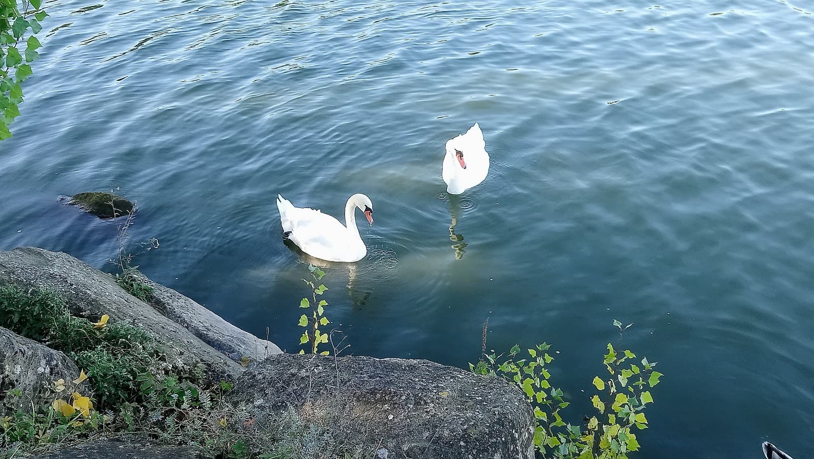 A small swim? - 8