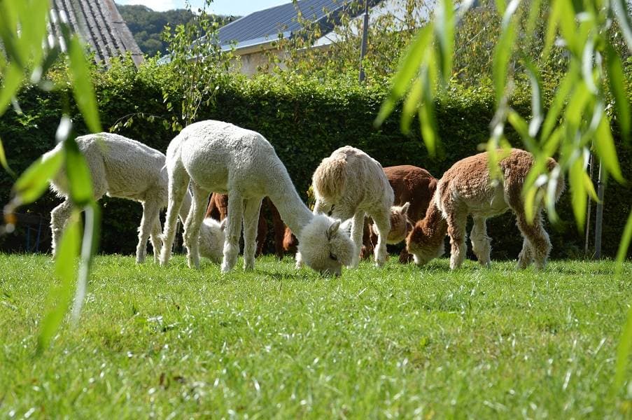 Is an alpaca a very hairy donkey? - 5