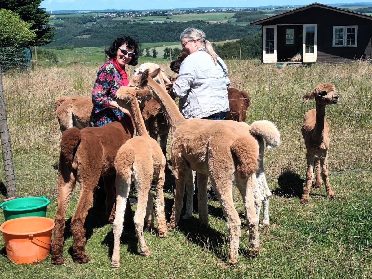 Is an alpaca a very hairy donkey? - 4