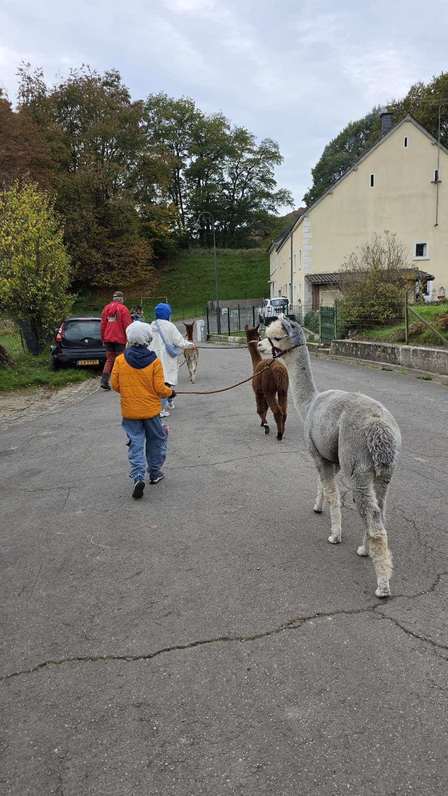 Is an alpaca a very hairy donkey? - 10