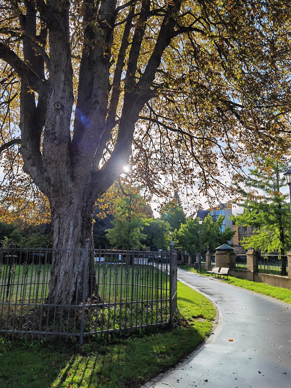 Sous les arbres du parc de Pescatore - 10