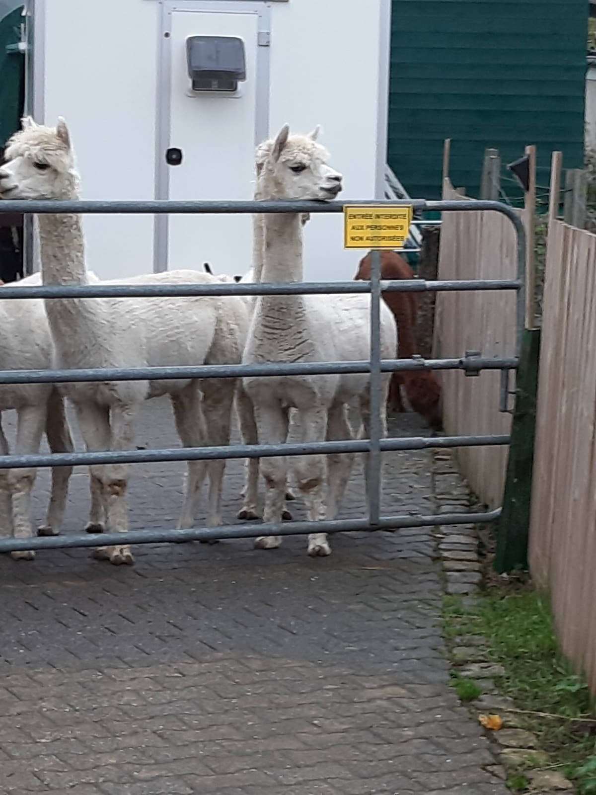 Is an alpaca a very hairy donkey? - 8