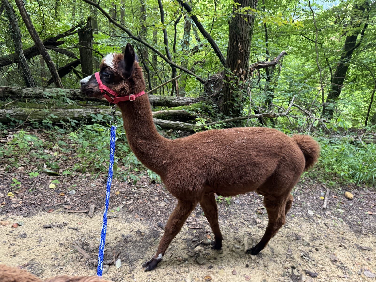Is an alpaca a very hairy donkey? - 7