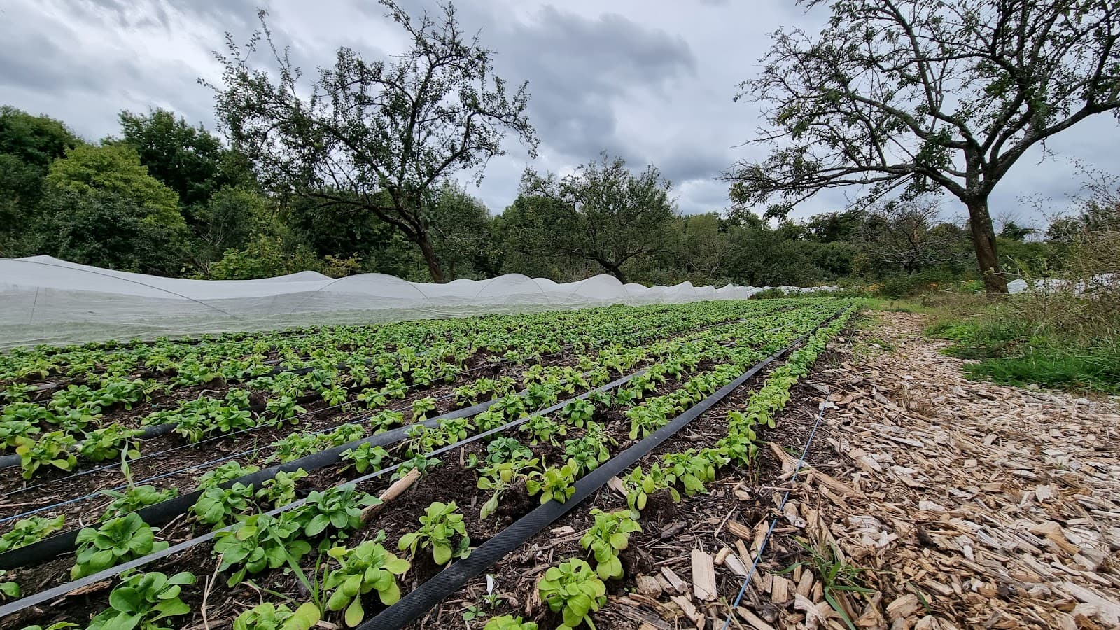 Straight from the farm - 9
