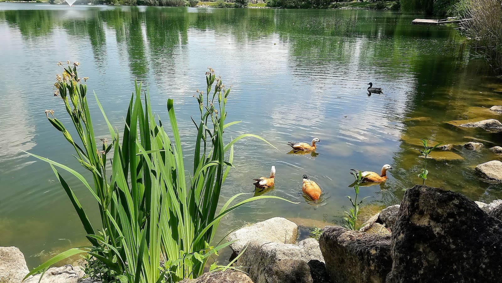 A small swim? - 9