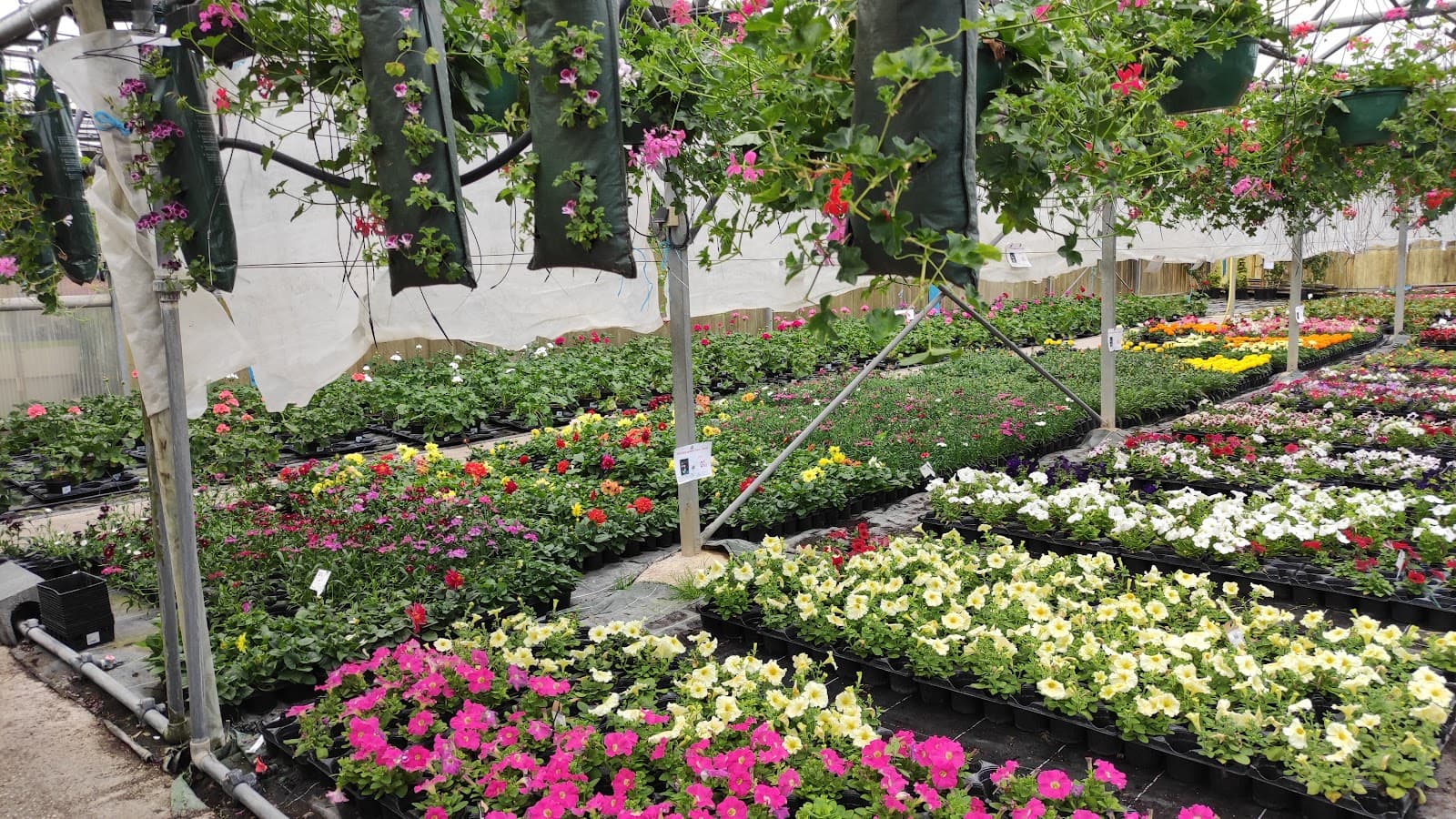 Flower Power - 4