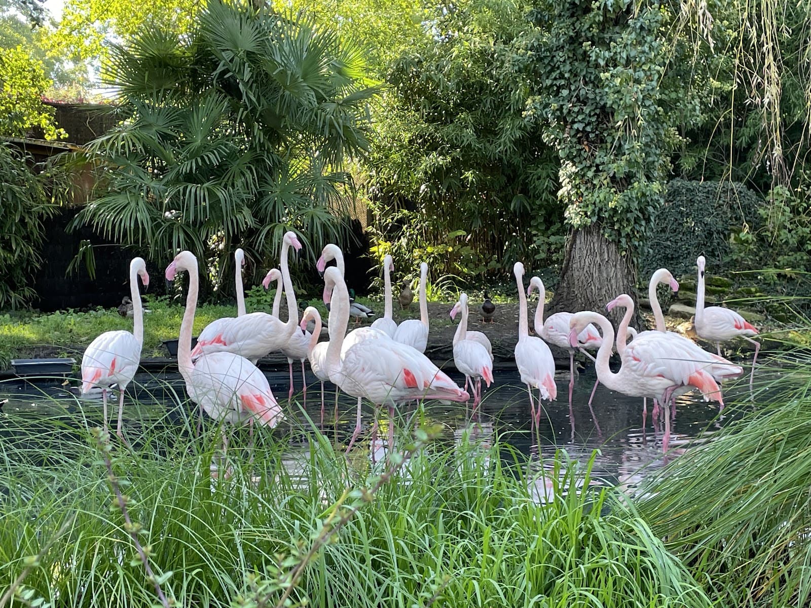 Zoo d'Amnéville : l'un des plus beaux Zoo de France - 10