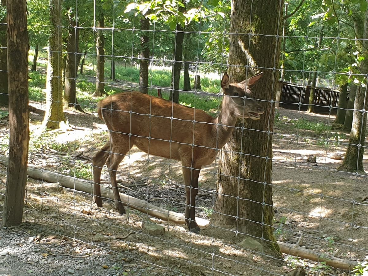 Un truc de wouf - 6