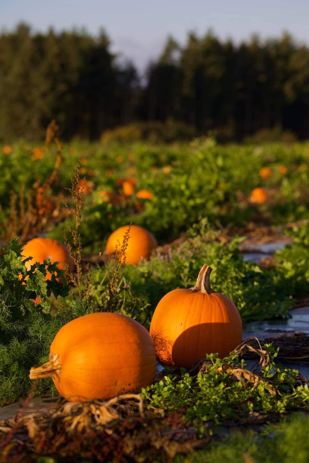 Halloween approche : déniche ta citrouille ! - 4