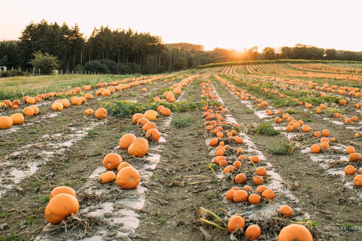 Halloween is approaching: find your pumpkin! - 7