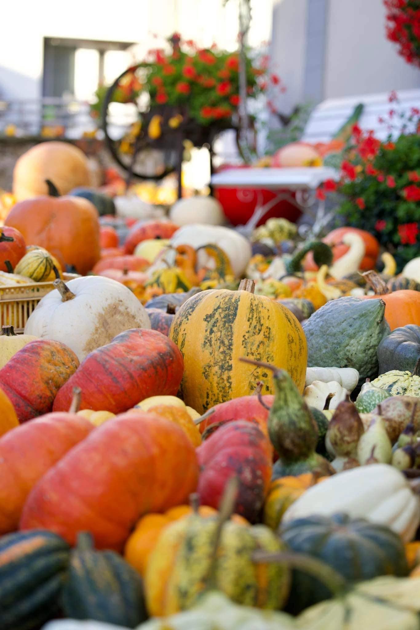 Halloween is approaching: find your pumpkin! - 2