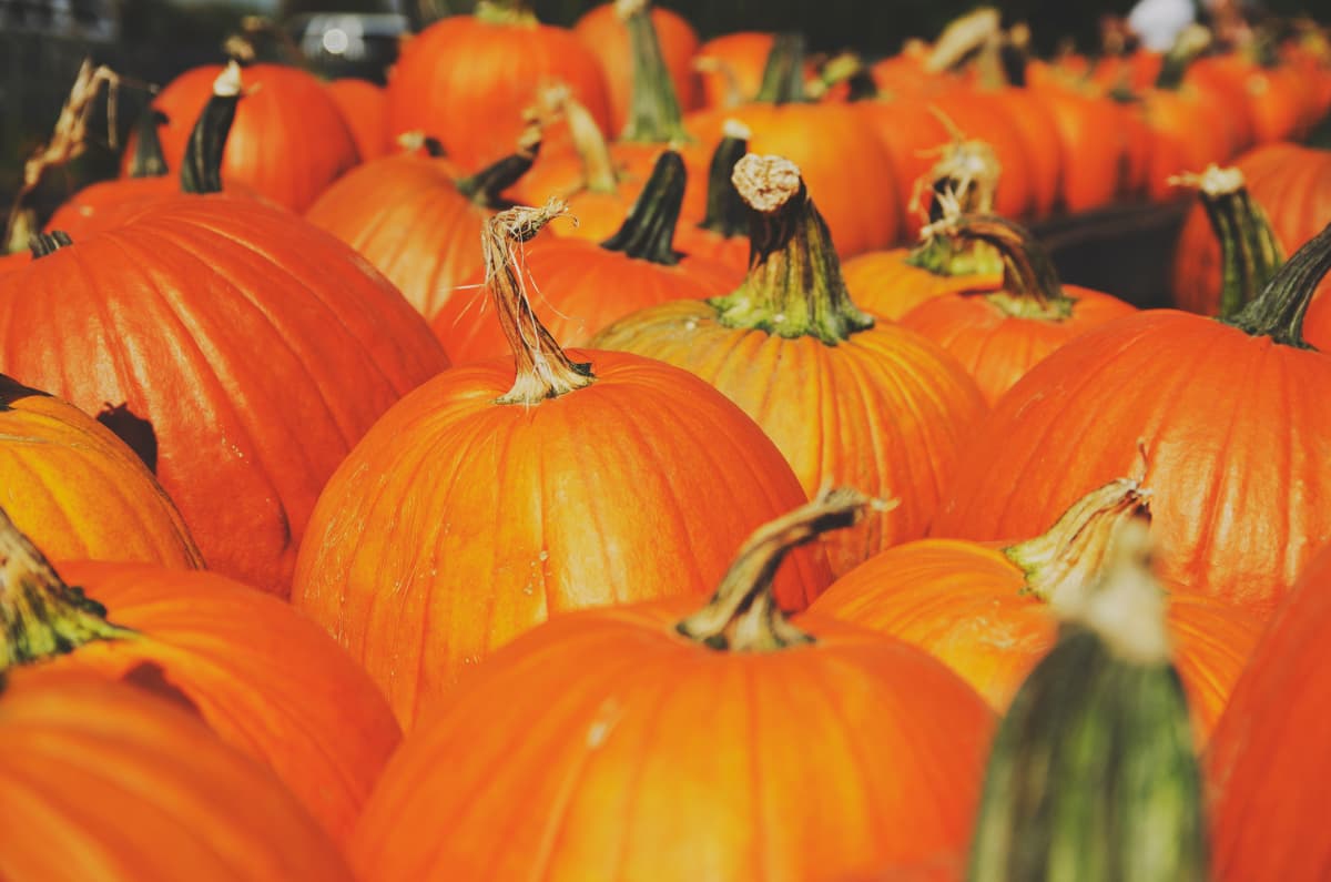 Pumpkin carving