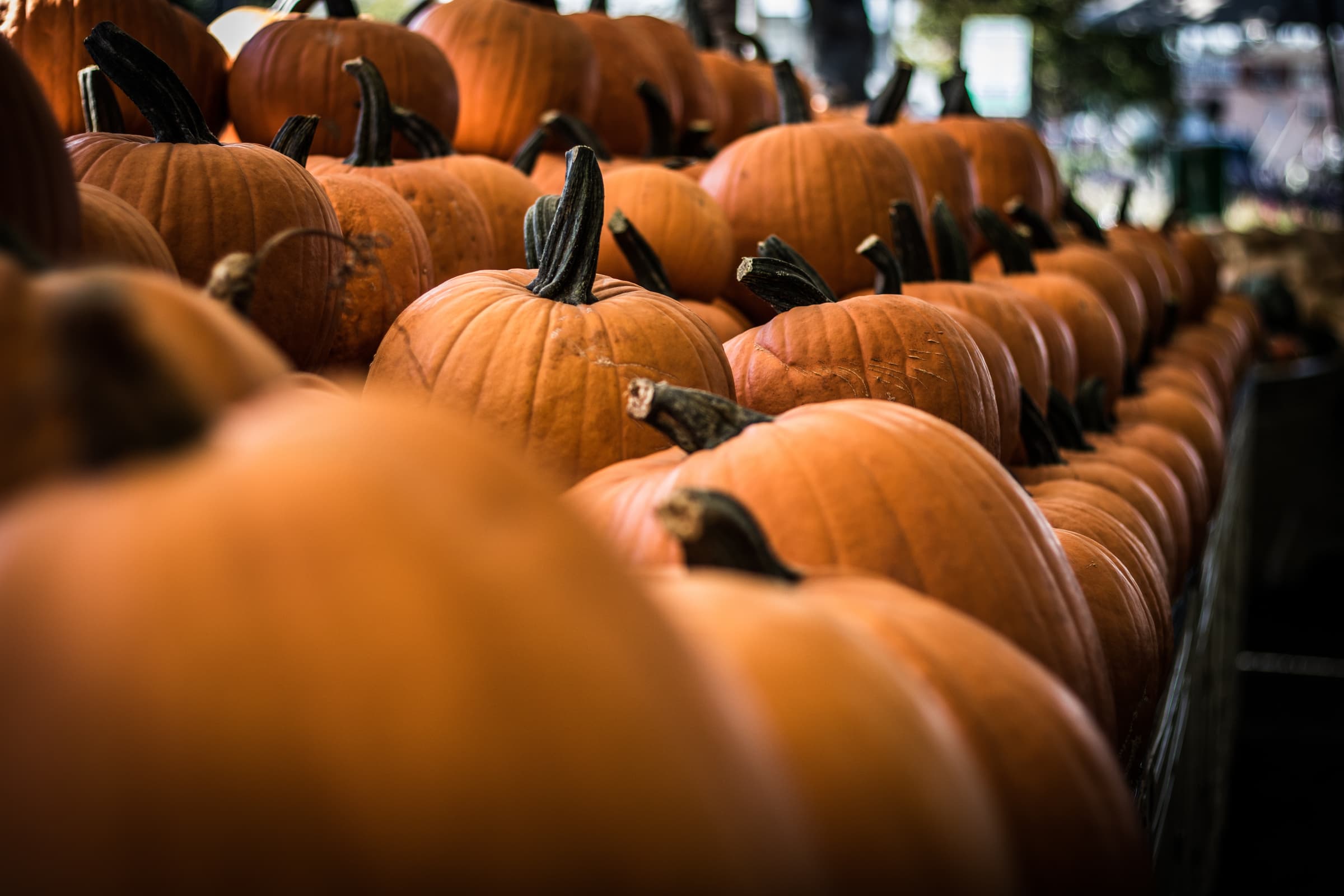 Pumpkin! - Workshop for ages 8–12 - Beasts and Witches Festival