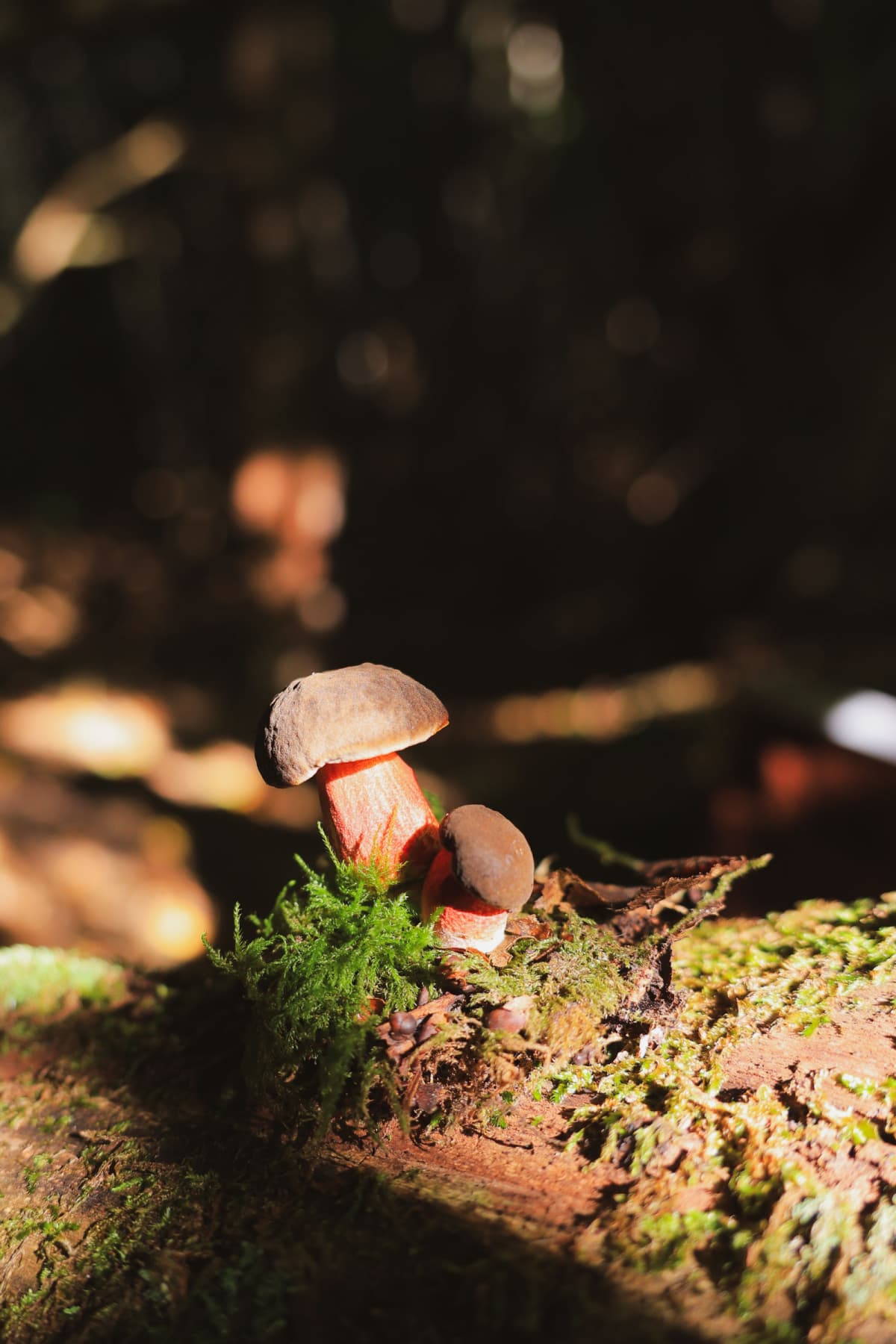 Randonnée aux champignons