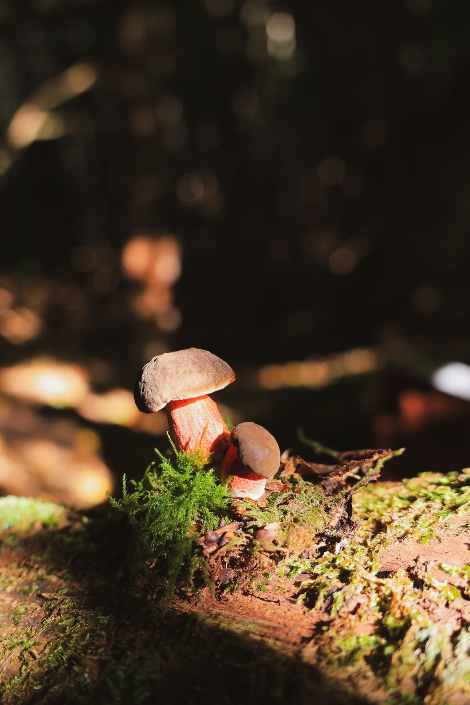 Randonnée aux champignons