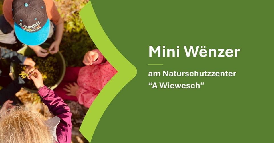 Mini Wënzer