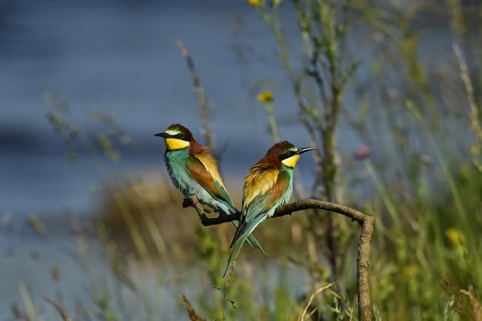 Exposition photo : « Sous le ciel de Lorraine... Les oiseaux »