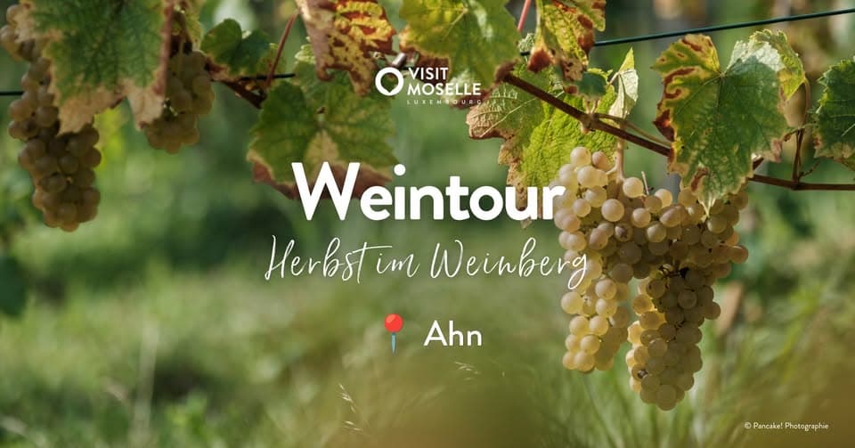Weintour « Herbst im Weinberg » - 11/10