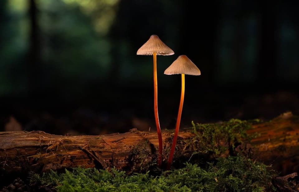 Atelier photo nature : mettez les champignons en scène !