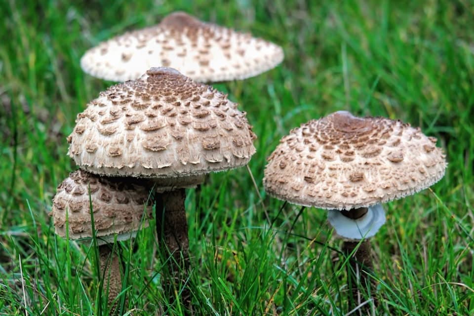 À la découverte des champignons en forêt d'Anlier, même s'il fait sec !