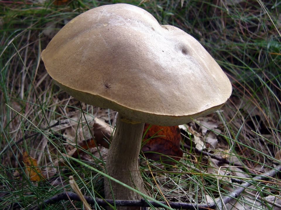 À la découverte des champignons en forêt d'Anlier