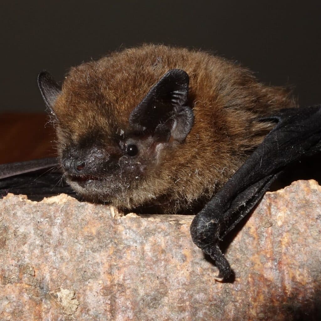 Bat Night