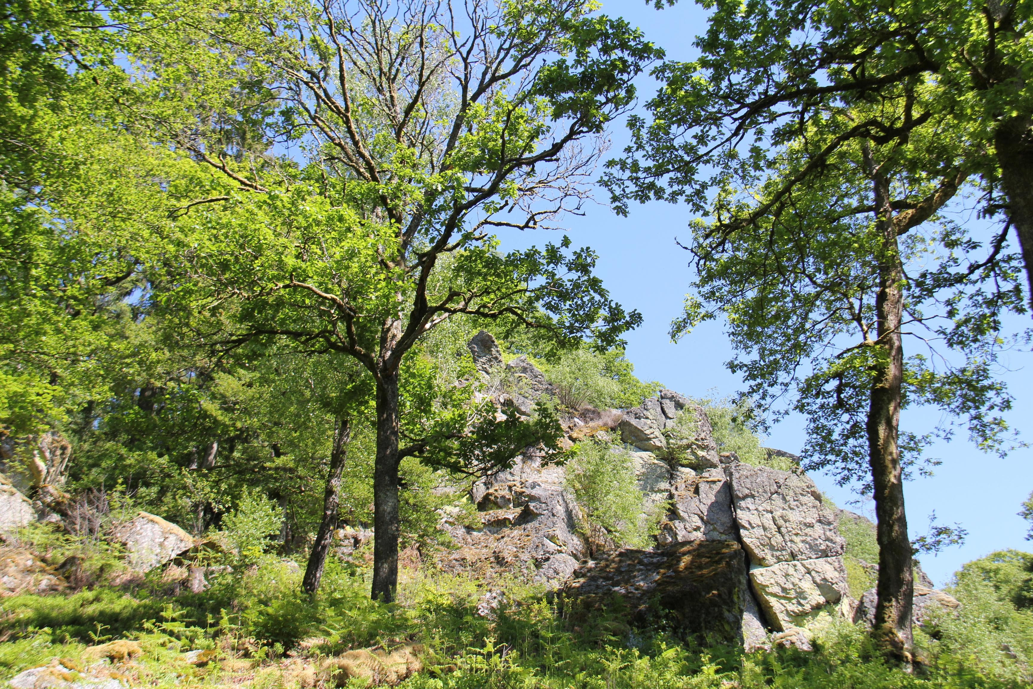 Balade guidée : La Roche à l'appel