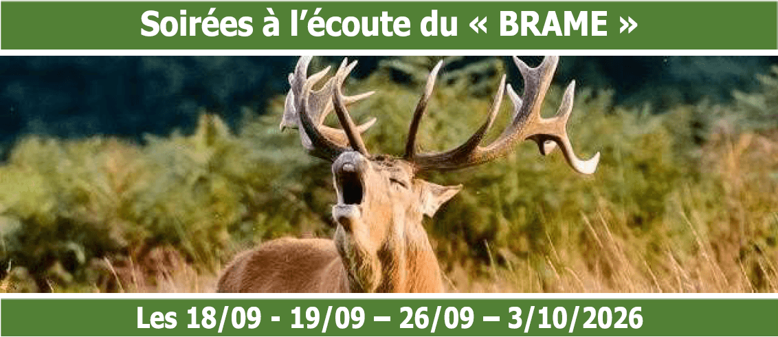 Evenings listening to the 'brame': 'All in the forest' evening