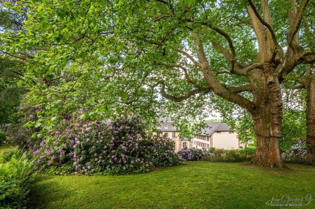 Un soir d'été - Plantes sauvages et douceur estivale