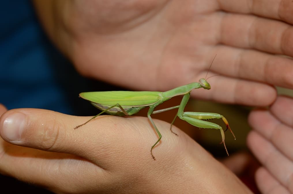 Nature Playtime - Praying Mantises