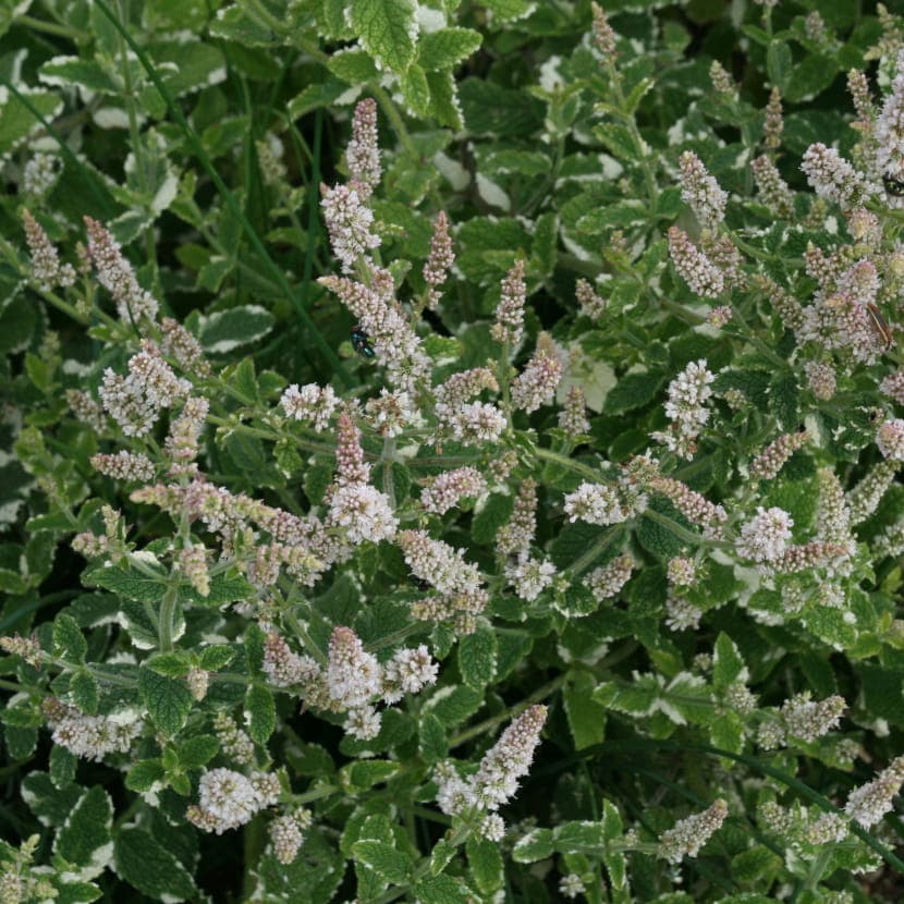 Atelier enfant 3-6 ans : Alchimie de la menthe