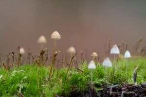 Staging Mushrooms – Photo Workshop