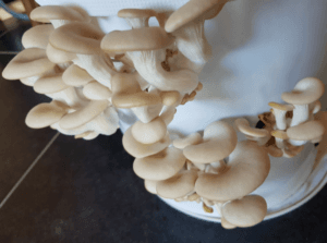 Je cultive mes propres champignons – Atelier