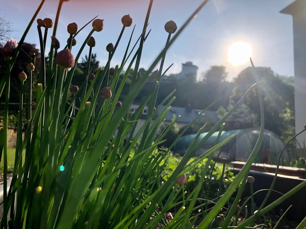 Rendez-vous au jardin de Canopée