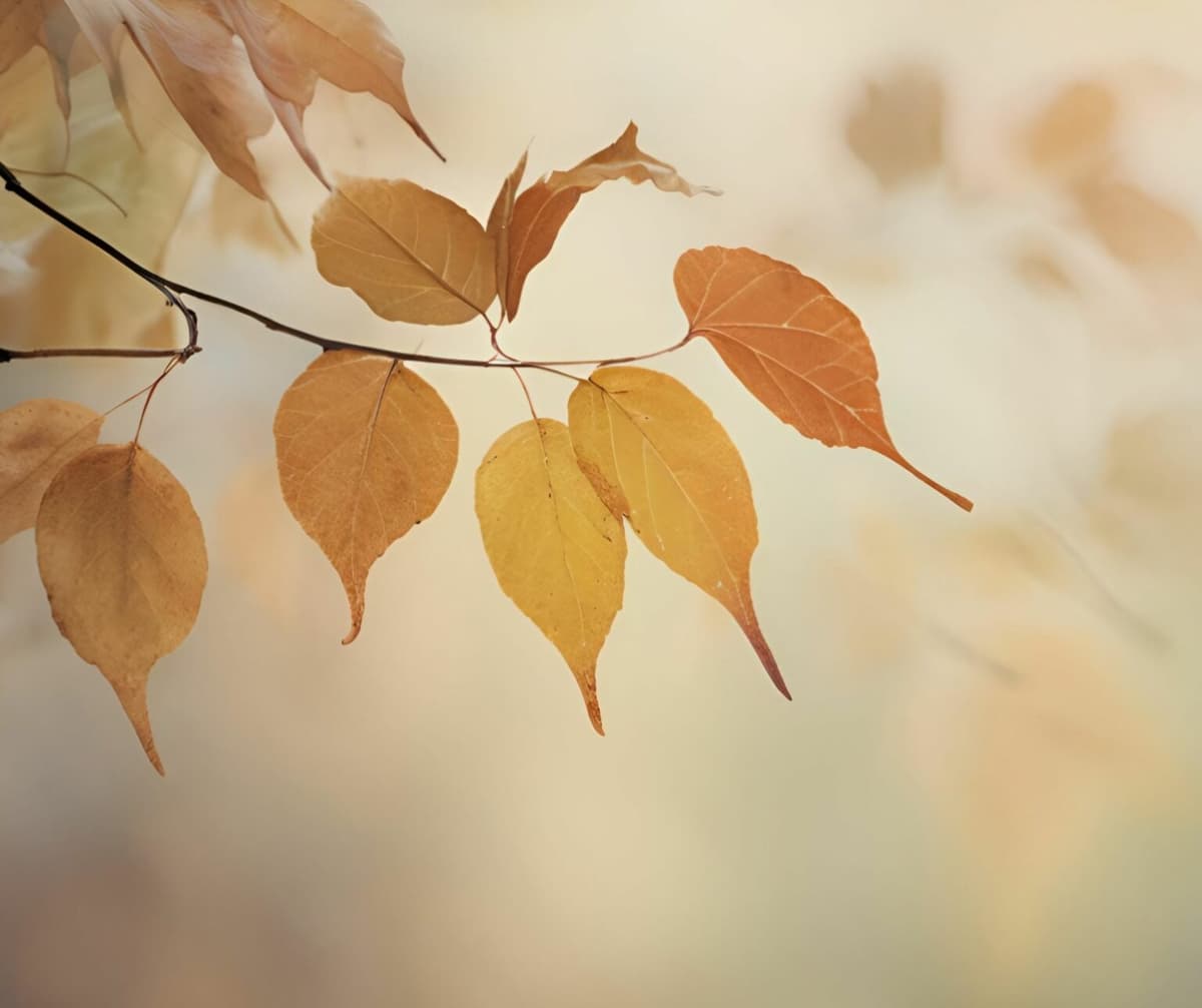 Forest bathing with artistic prompts in autumn