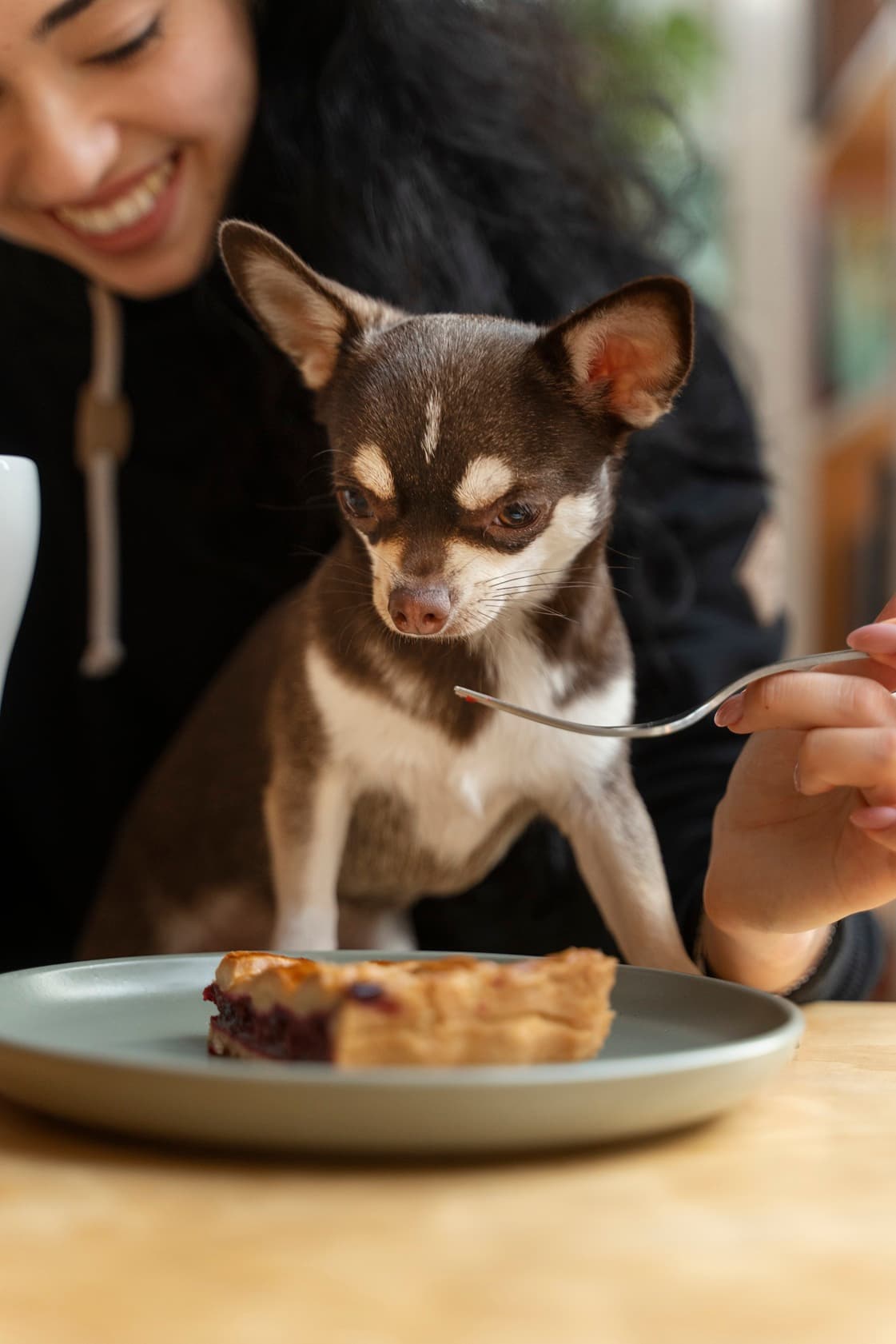 Dog-friendly dinner