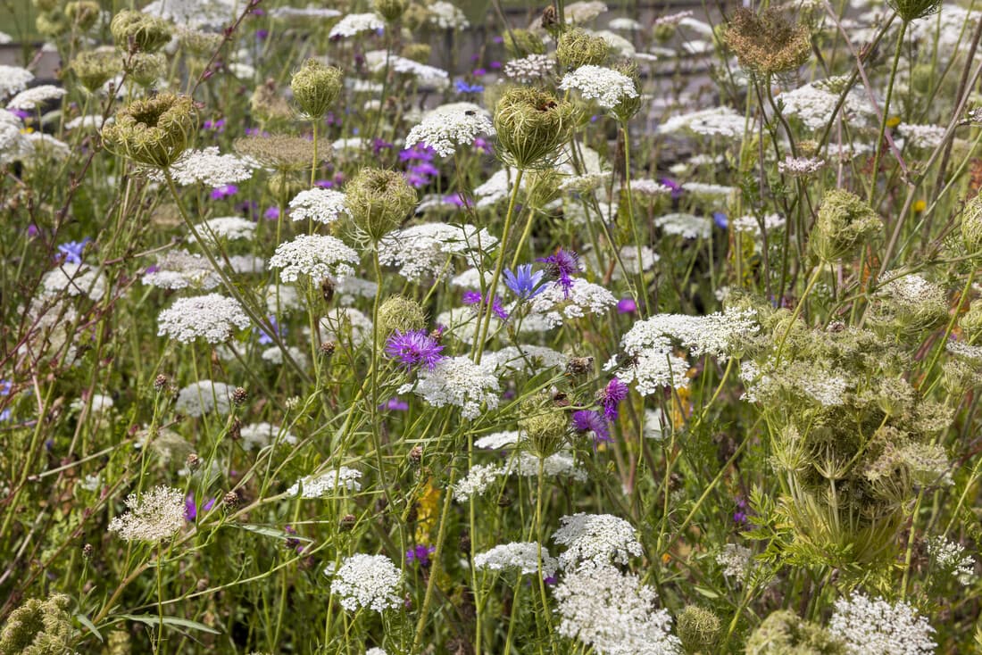 Natural garden: creating a wildflower meadow