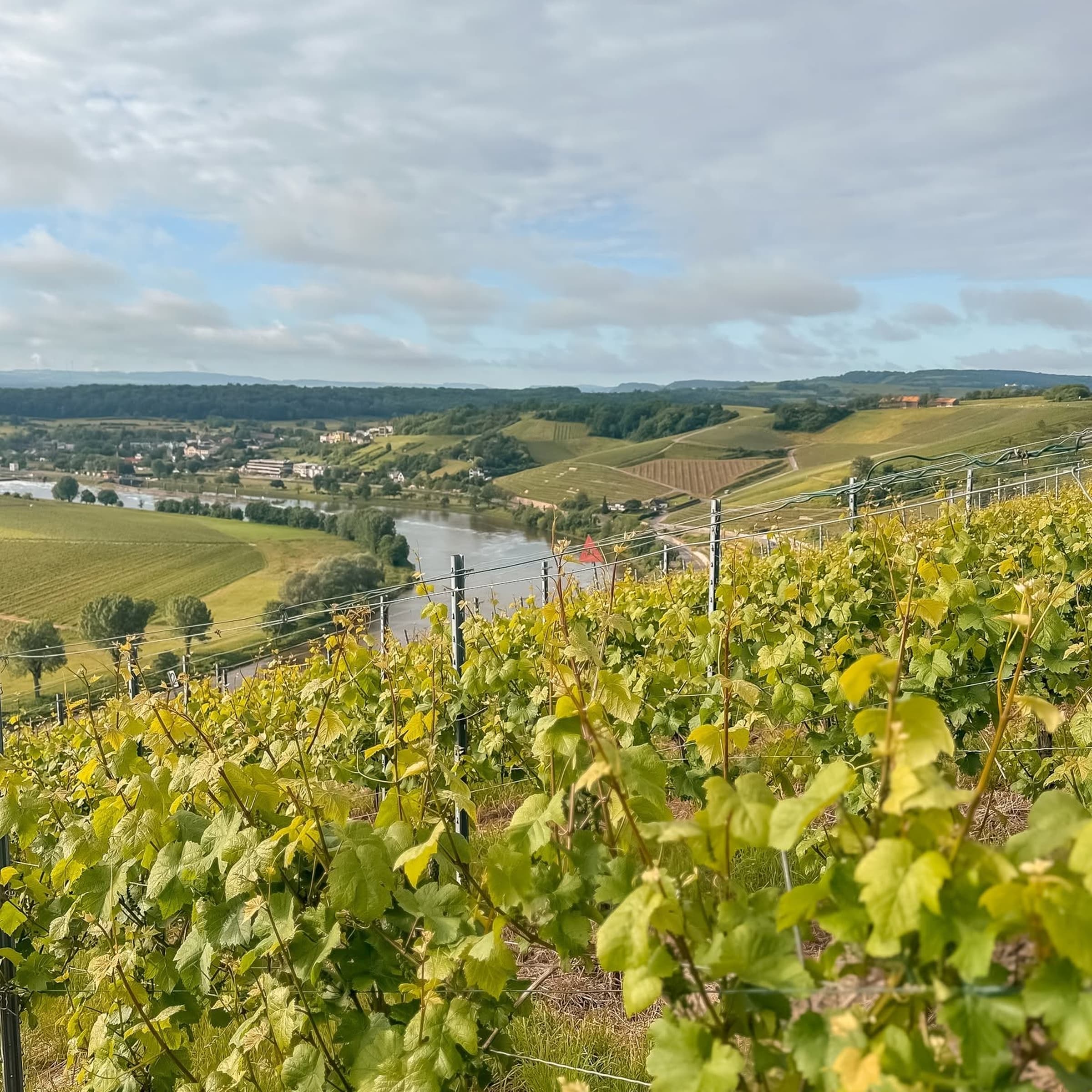 Afterwork in the vineyards
