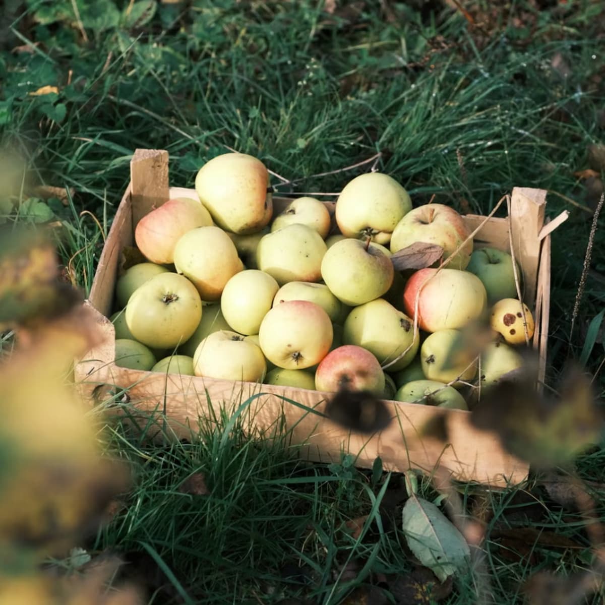 All of Rachecourt in the apples