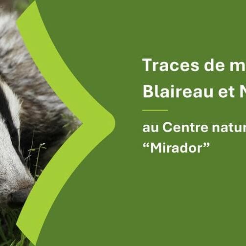 Mammal Tracks: Badger and Marten Focus
