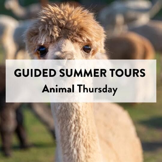 Meet & Walk with Alpacas