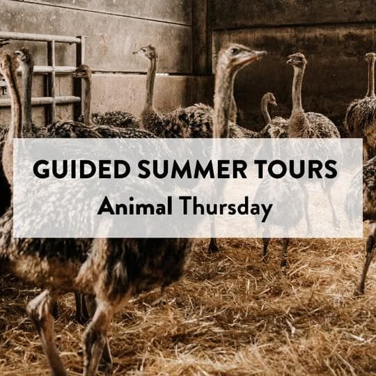 Family excursion to the ostrich farm "An Nommesch"